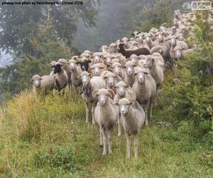 yapboz Koyun sürüsü
